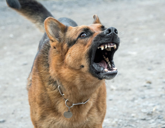 What Is The Most Dangerous Dog Breed In The World?